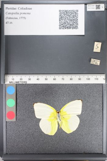 Media type: image;   Entomology 117202